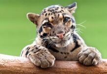 Día Internacional del Leopardo Nublado: Una llamada a la conservación de una especie en peligro