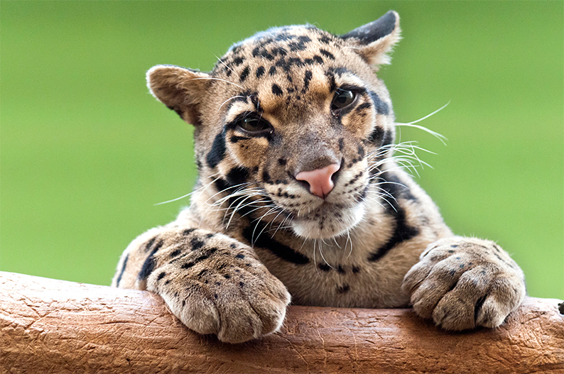 Día Internacional del Leopardo Nublado: Una llamada a la conservación de una especie en peligro
