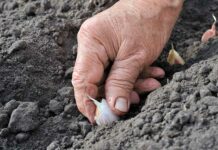 Mujeres mayores del mundo rural exigen justicia y dignidad