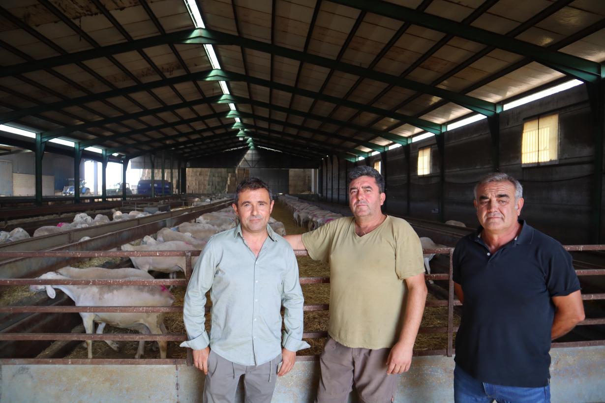 La Junta ha abonado más de 38 millones de euros a los ganaderos de ovino y caprino en la campaña de la PAC de 2024