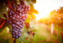 El pronóstico del tiempo en Castilla-La Mancha para hoy, 21 de agosto de 2025: altas temperaturas y cielos despejados