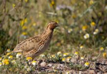 Iniciada la media veda 2025 con la vuelta de la caza de la tórtola europea y regulación específica para la codorniz común