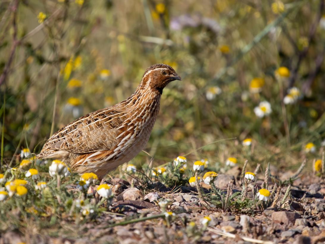 Iniciada la media veda 2025 con la vuelta de la caza de la tórtola europea y regulación específica para la codorniz común