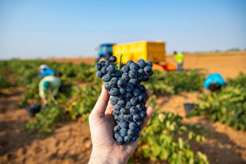 vendimiadotempranillo 2