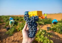 Ya se vendimia la Tempranillo en DO La Mancha