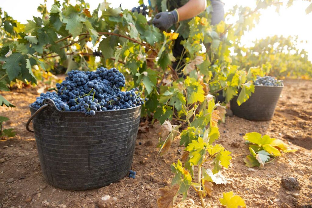 vendimiadotempranillo 3