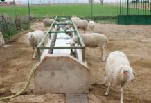 Los veterinarios de Castilla-La Mancha destacan la importancia de la vacunación del ganado para combatir la lengua azul