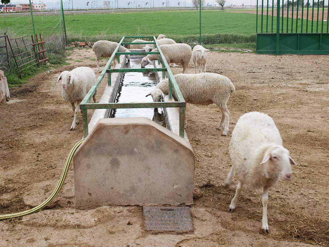 Los veterinarios de Castilla-La Mancha destacan la importancia de la vacunación del ganado para combatir la lengua azul
