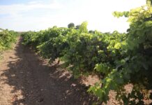 Los viticultores de Castilla-La Mancha reciben de manera anticipada 5,5 millones de euros de indemnización por daños provocados por pedrisco