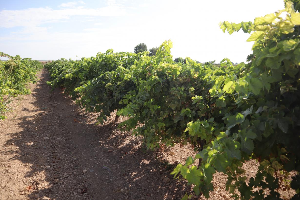 Los viticultores de Castilla-La Mancha reciben de manera anticipada 5,5 millones de euros de indemnización por daños provocados por pedrisco