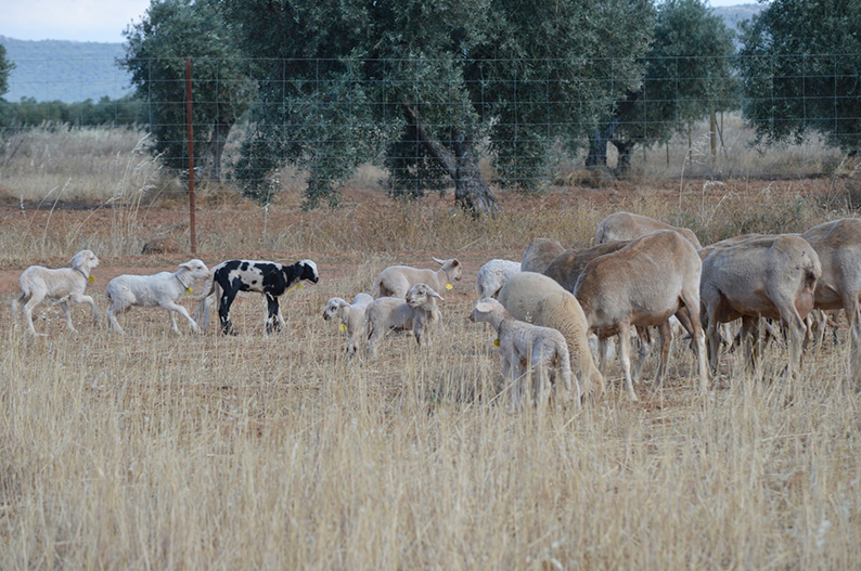 ASAJA Ciudad Real denuncia la inacción de la Administración regional ante la crisis de lengua azul en la provincia