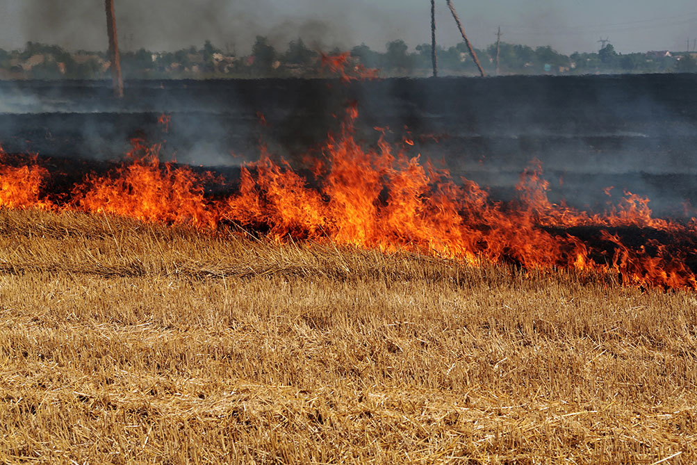 El MAPA abre a consulta pública el real decreto de ayudas para agricultores y ganaderos afectados por los incendios