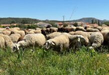 «Cuatro millones destinados por el Gobierno regional para apoyar a los ganaderos de Toledo y Ciudad Real afectados por el serotipo 3 de lengua azul en 2024»