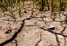 Castilla-La Mancha publicará en breve la resolución provisional de la Ayuda a la Sequía