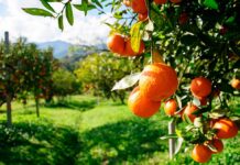 Para la campaña 2025/2026, Agricultura prevé una cosecha de cítricos de 5,44 millones de toneladas