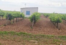 Detenida una persona por la Guardia Civil que se dedicaba a cometer robos con fuerza en explotaciones agrícolas