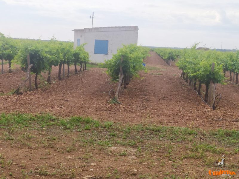 Detenida una persona por la Guardia Civil que se dedicaba a cometer robos con fuerza en explotaciones agrícolas