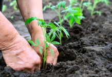 Día Mundial de la Agricultura 2025