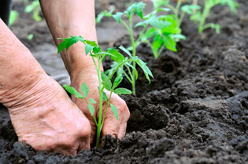 Día Mundial de la Agricultura 2025