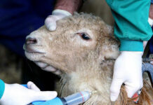 La Junta pondrá a disposición del sector 700.000 vacunas para proteger la cabaña ganadera del serotipo 3 de la lengua azul