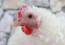 La Consejería de Agricultura pone en marcha las medidas de prevención y control tras la sospecha y confirmación de un foco de Influenza Aviar