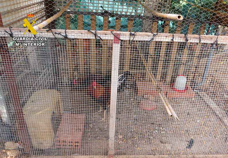 La Guardia Civil de Albacete desmantela dos centros de cultivo de cannabis sativa y un criadero de gallos de pelea