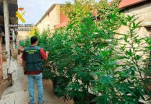 La Guardia Civil de Albacete desmantela dos centros de cultivo de cannabis sativa y un criadero de gallos de pelea
