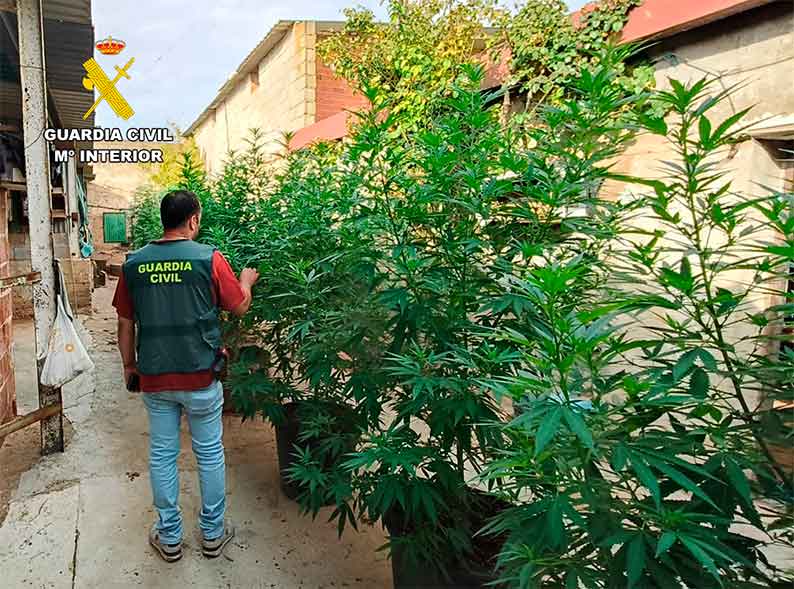 La Guardia Civil de Albacete desmantela dos centros de cultivo de cannabis sativa y un criadero de gallos de pelea