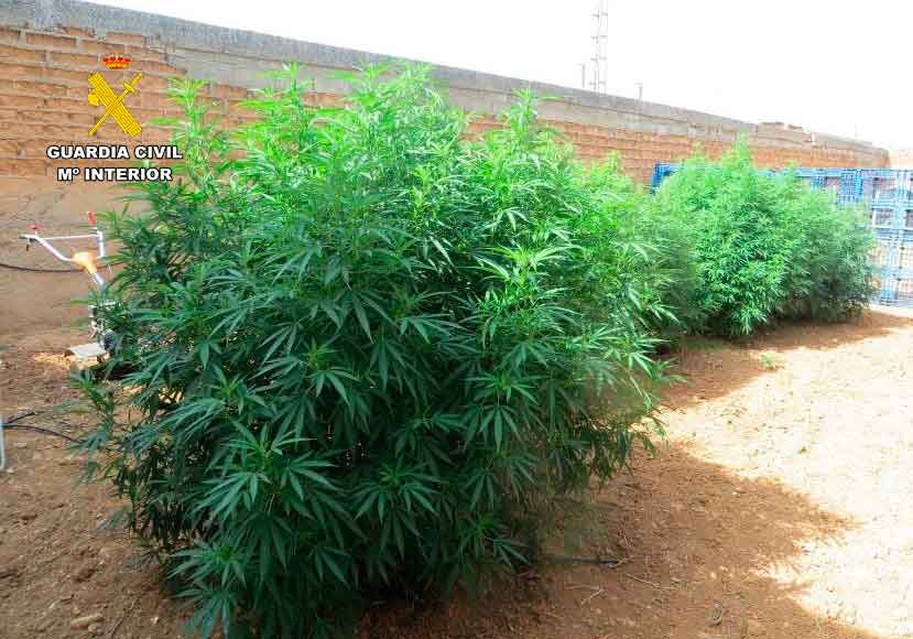 La Guardia Civil de Albacete desmantela dos centros de cultivo de cannabis sativa y un criadero de gallos de pelea