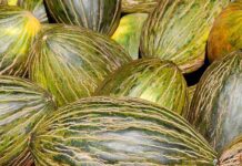 La Mesa de Precios del melón y la sandía cierra la campaña 2025 con un balance marcado por la falta de rentabilidad