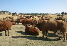 ASAJA CLM urge la puesta en marcha de un Plan Estratégico para la Ganadería