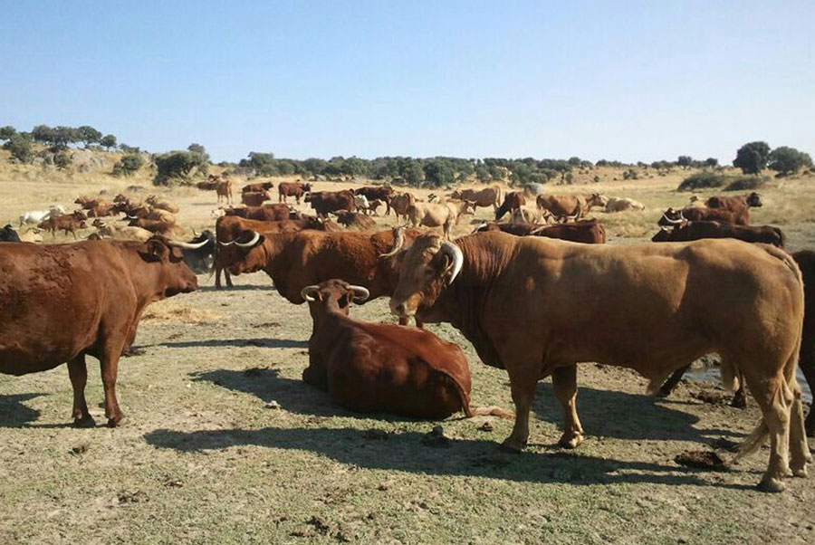ASAJA CLM urge la puesta en marcha de un Plan Estratégico para la Ganadería