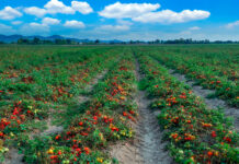 José María Fresneda: “Nadie habla de la crisis alimentaria que se nos viene encima”