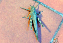 ¡Despierta, Tomelloso! una langosta se convierte en el augurio de un día lleno de misterios