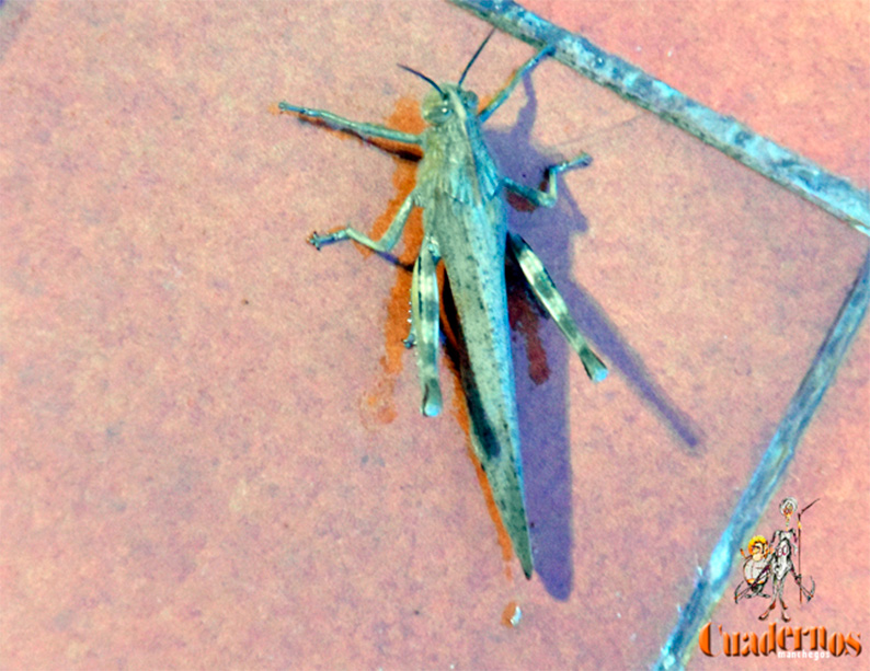 ¡Despierta, Tomelloso! una langosta se convierte en el augurio de un día lleno de misterios