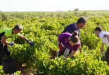 Vendimia generalizada en DO La Mancha con la recogida de la Airén