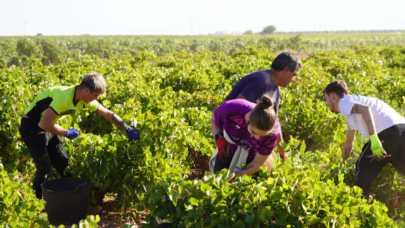 Vendimia generalizada en DO La Mancha con la recogida de la Airén