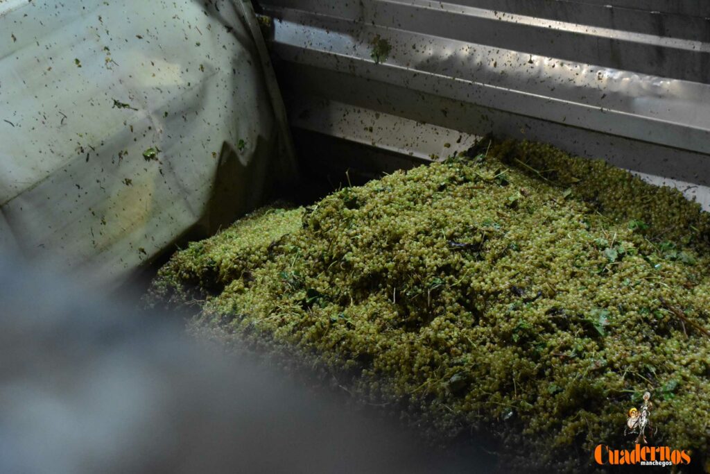 visita vendimia cooperativa virgen vinas 15