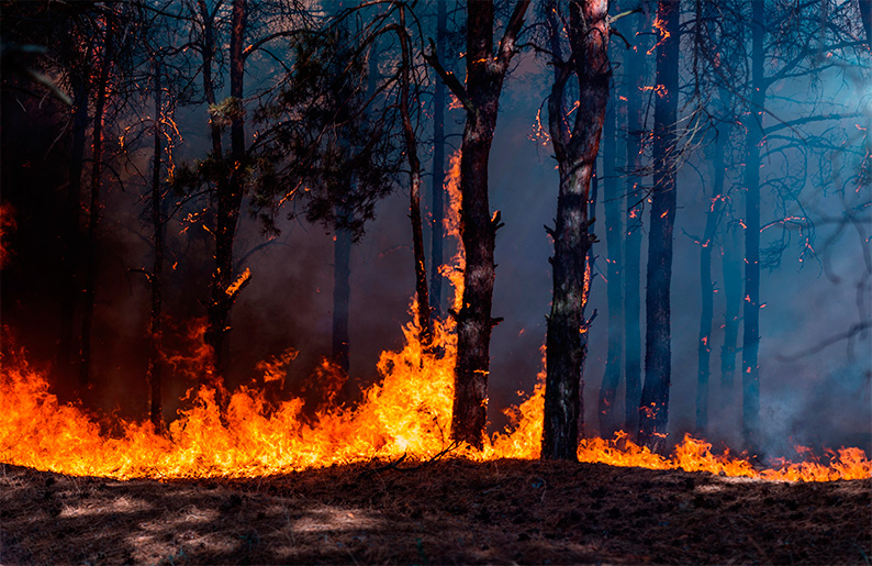 El Consejo de Ministros aprueba las ayudas para los agricultores y ganaderos afectados por los grandes incendios forestales
