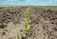 La Consejería de Agricultura publica la resolución definitiva de las ayudas a la sequía que se amplía hasta llegar a 5.546 agricultores