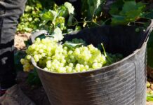 DO La Mancha cierra su vendimia 2025 con una reducción significativa de la producción