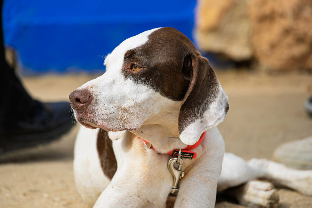 caza menor con perro 21