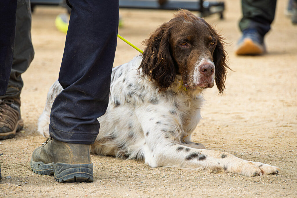 caza menor con perro 23