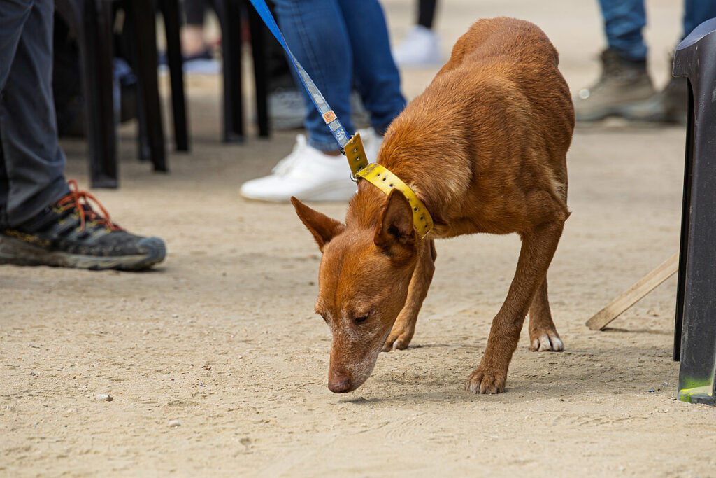caza menor con perro 24