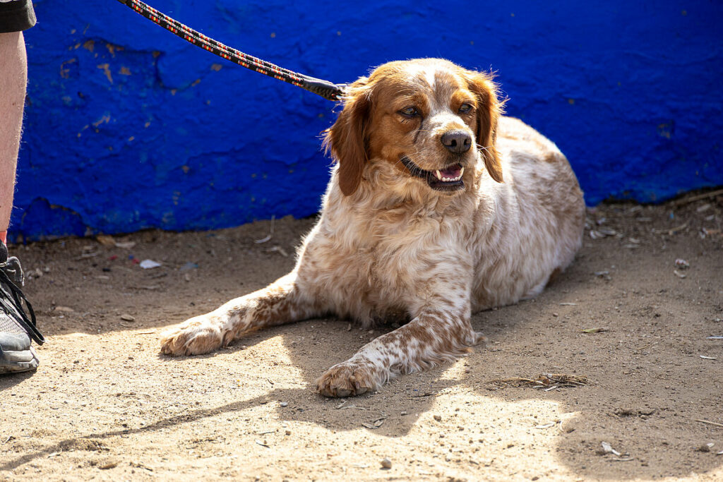 caza menor con perro 9