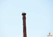 De las destilerías a los nidos de cigüeñas: La magia de las chimeneas tomelloseras