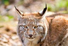 Transportes adjudica por casi 1 millón de euros las obras destinadas a la protección del lince ibérico en la A-4