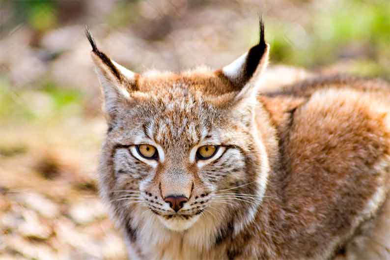 Lince ibérico