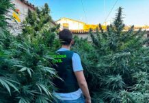La Guardia Civil de Albacete desmantela una plantación de cannabis sativa en Villarrobledo