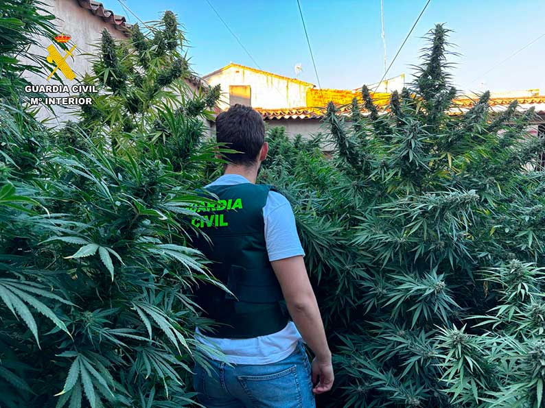 La Guardia Civil de Albacete desmantela una plantación de cannabis sativa en Villarrobledo